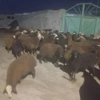 ۲۷تا توغلی|حیوانات مزرعه|سرعین, |دیوار