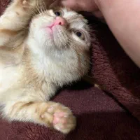 واگذاری گربه