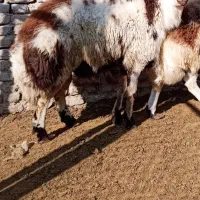 بره قوچ پلنگی بروجردی|حیوانات مزرعه|چناران, |دیوار