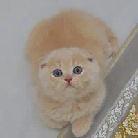 بازیگوش های خوشگل|گربه|سنندج, |دیوار