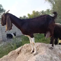 بز پاکستانی 3قلو زا