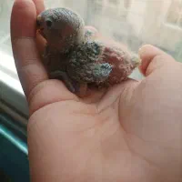 یک همستر و یک جوجه کوتوله