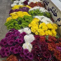 داوودی دسته ای پنجاه