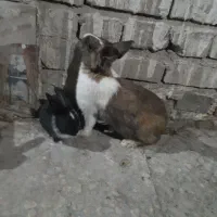 ۲ خرگوش