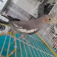 جوجه عروس هلندی