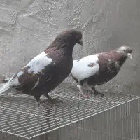 ۲عددنر پاکستانی روشن گردن کلفت|پرنده|تربت‌حیدریه, ۴۵ متری|دیوار