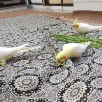 جوجه عروس|پرنده|اردکان, |دیوار