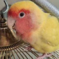 طوطی برزیلی ماده همراه قفس|پرنده|تهران, پرستار|دیوار