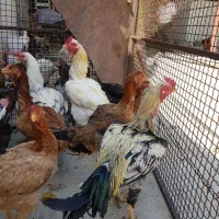 تخم مرغ نطفه دار لاری|حیوانات مزرعه|مشکین‌دشت, |دیوار