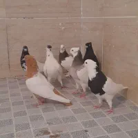 کفتر|پرنده|شیراز, شهرک صادقیه|دیوار