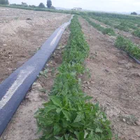 شتیل گوجه فرنگی سوپر چف