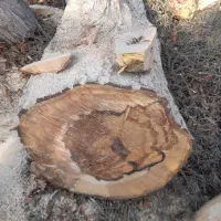 خرید چوب صنوبر ومیوه ای|عمده‌فروشی|سنگر, |دیوار