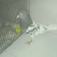 فروش معاوضه کبوتر کله سیاه