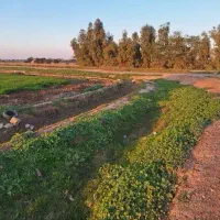 مشاورصدری-فروش50هکتار-زمین-روستای-مجیدضمد-کد20102