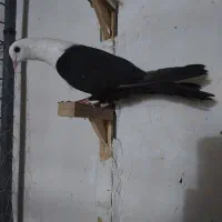 کلاغ کربلایی  طوقی الماسی|پرنده|مشهد, چهاربرج|دیوار