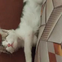 گربه ۴ ماهه نر واگذاری رایگان