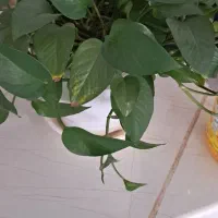 گل پتوس وسانسوریا