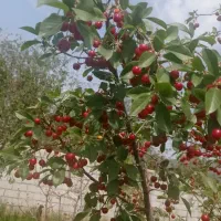 باغ آلبالو|فروش زمین و ملک کلنگی|تسوج, |دیوار