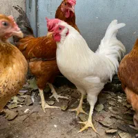 خروس دو رگ چهل تاج|حیوانات مزرعه|آمل, |دیوار