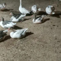 غاز بزرگ|حیوانات مزرعه|شوشتر, |دیوار