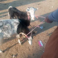 دوتا ماده بز چاق|حیوانات مزرعه|گنبد کاووس, |دیوار