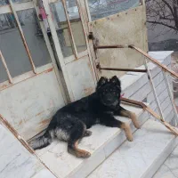 سگ نگهبان