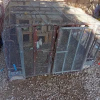 قفس|لوازم جانبی حیوانات|کردیان, |دیوار