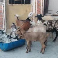 فروش کهره نری و غوچ و نزار و گیسه