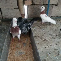 گمشده