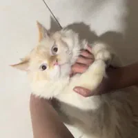 گربه
