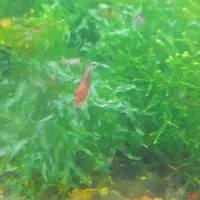 حراج شریمپ یا میگو|ماهی|دوگنبدان, |دیوار