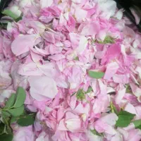 گل محمدی مرغوب