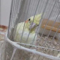 عروس هلندی لوتینو