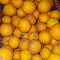 پرتقال آبگیری