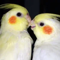 طوطی هلندی نر ماده