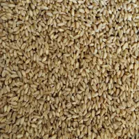 گندم بذری لاین