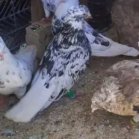 کبوتر