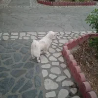 سگ پاکوتاه اشپیتز