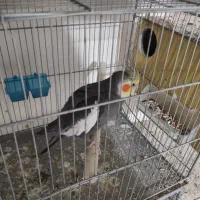 عروس هلندی و برزیلی|پرنده|صفادشت, |دیوار