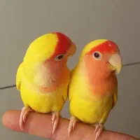 طوطی کوتوله برزیلی دستی