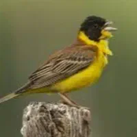 قناری سینه زرد سر سیاه