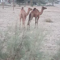 2نفر شتر 8ماه مخصوص داشت|حیوانات مزرعه|شمیل, |دیوار