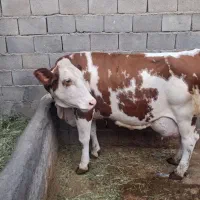 سه راس گاو شیری