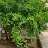 ویلایی دلباز شیک و بروز / وان اختصاصی / فردوسی