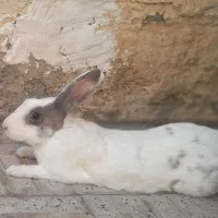 خرگوش بزرگ نر