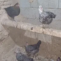 تخمرغ نطفه دار|حیوانات مزرعه|خمینیشهر, |دیوار