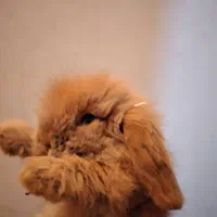 لوپ اوکراینی اصیل خرگوش|موش و خرگوش|میناب, |دیوار