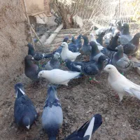 کبوتر کفتر نر