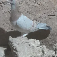 هفرنگ ماده
