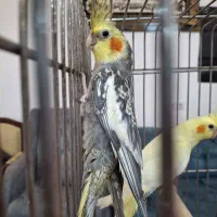 عروس هلندی زیبا و مولد